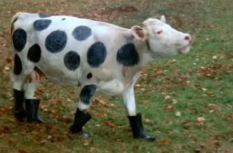 10 Finest Cult Motion pictures on Netflix Proper Now