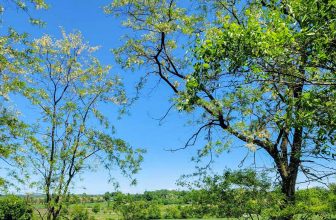 The Little Issues Publication #418 – Life, laughter, and plenty of nice meals!