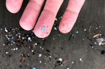 The Most Disturbing Locations We have Discovered Microplastics So Far