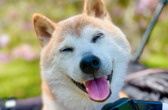 The ‘Doge’ canine has died