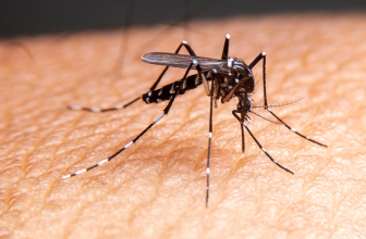 Florida Is Now Utilizing Drones to Struggle Mosquitoes