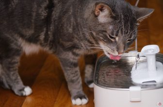 Petlibro Dockstream Evaluation: Sensible however dear