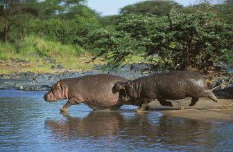 Hippos Go Airborne at High Speeds, Video Footage Reveals