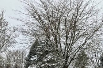 The Little Issues Publication #451 – Life, laughter, and plenty of nice meals!